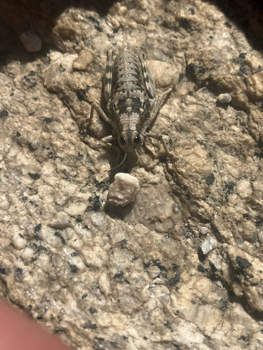 iNaturalist observation photo of Hypsalonia