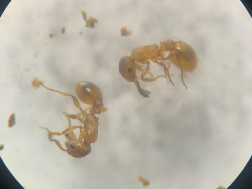 Ravoux's Slavemaker Ant