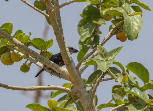 iNaturalist image