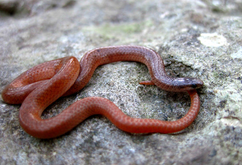 Flat-headed Snake