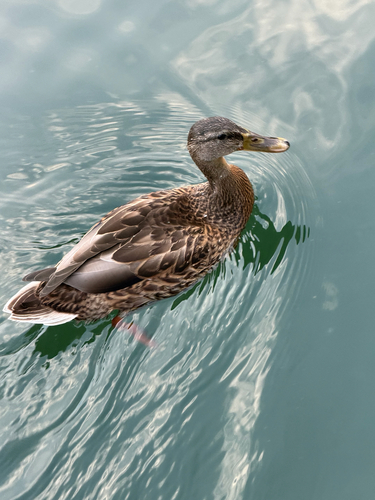 Stockente