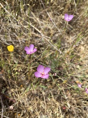 Clarkia gracilis