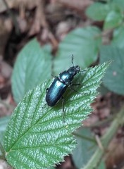 Platycerus