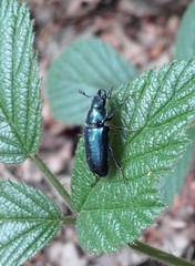Platycerus