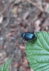 Platycerus