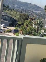 Haemorhous mexicanus