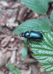 Platycerus