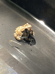 Anaxyrus fowleri