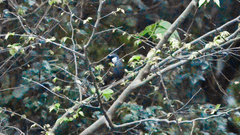 Pterorhinus chinensis