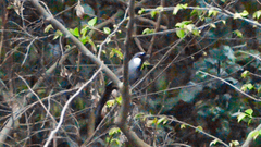 Pterorhinus chinensis