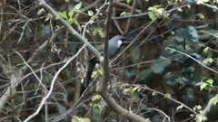 Pterorhinus chinensis