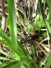 Pseudomeloe collegialis