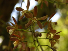 Encyclia candollei