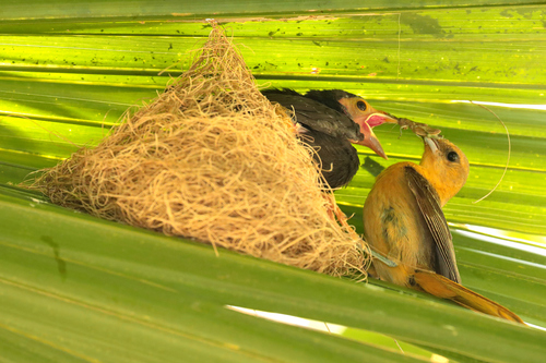 Hooded Oriole, Bustamante, N.L., México, photo 6 of 10