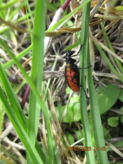 Pseudomeloe collegialis