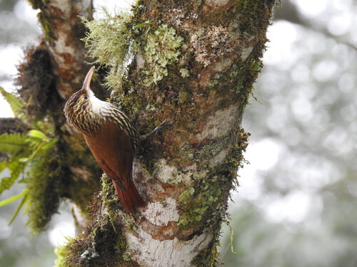 Scalloped Woodcreeper