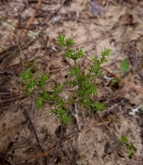 Loeflingia squarrosa