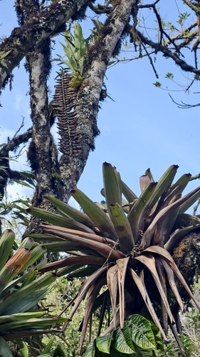Vriesea bituminosa, photograph 3