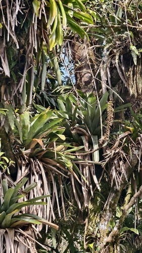 Vriesea bituminosa, photograph 2