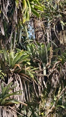 Vriesea bituminosa, photograph (c) fmunoz, some rights reserved (CC BY)