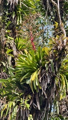 Vriesea philippocoburgi
