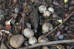 Agaricus incultorum