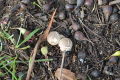 Agaricus incultorum