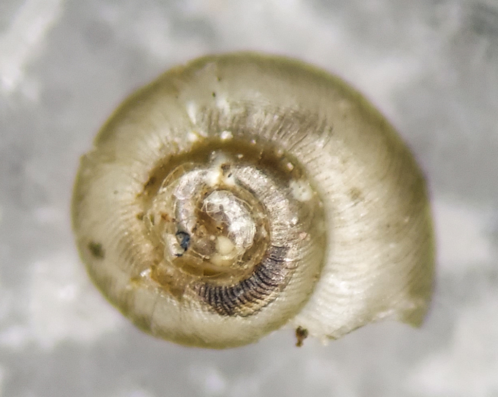 fine-ribbed striate