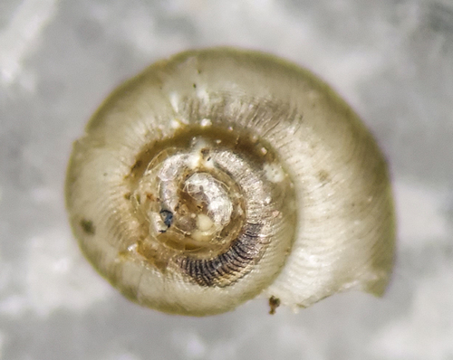 fine-ribbed striate