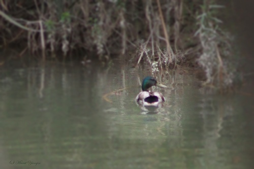 Mallard