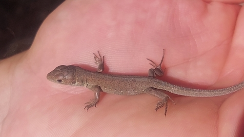Green Lizard