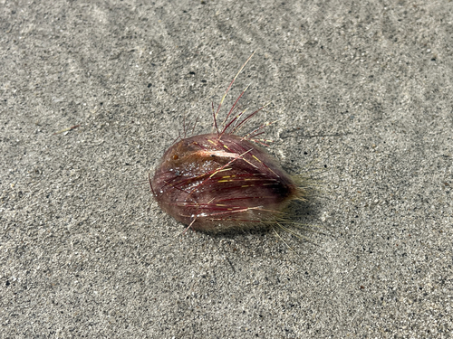 Lovenia elongata observed 2026-08-11