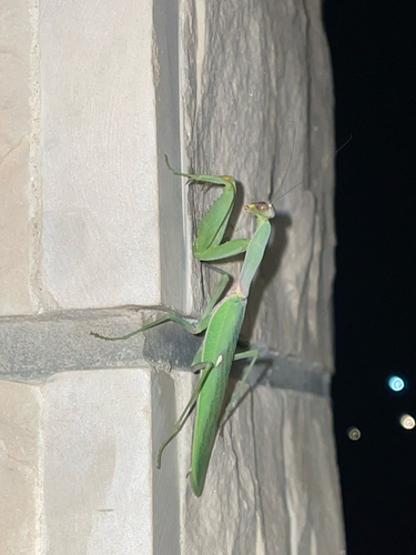 Transcaucasian Giant Mantis