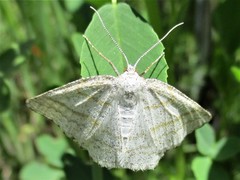 Perconia strigillaria