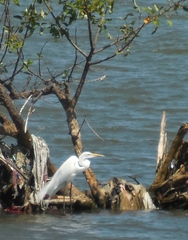Ardea alba