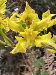 (c) Nicolás Baresch Uribe, some rights reserved (CC BY) Cyrtochilum revolutum, photograph (c) Nicolás Baresch Uribe, some rights reserved (CC BY)