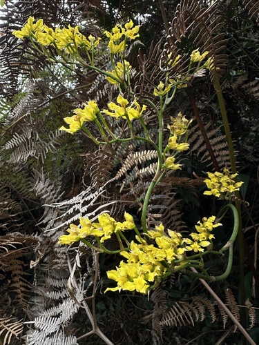 Cyrtochilum revolutum, photograph 6