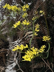 Cyrtochilum revolutum, photograph (c) Nicolás Baresch Uribe, some rights reserved (CC BY)