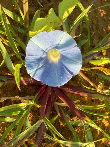 ivy-leaved morning-glory
