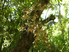 Encyclia candollei