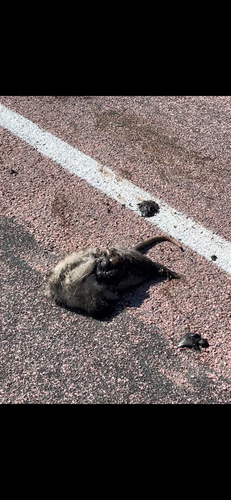 Virginia Opossum