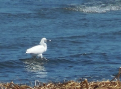 Egretta thula