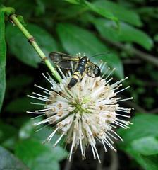 Synanthedon kathyae