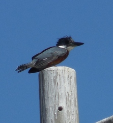 Megaceryle torquata