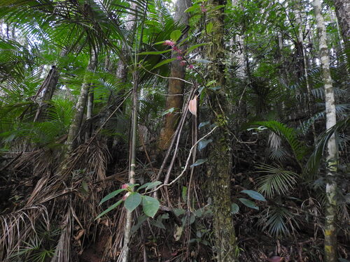 Nematanthus tessmannii