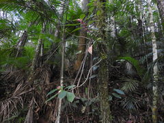 Nematanthus tessmannii