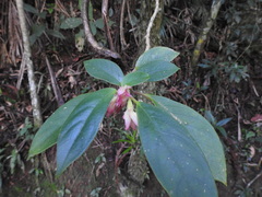 Nematanthus tessmannii, photograph (c) Aline Fernanda Antunes, some rights reserved (CC BY-SA)