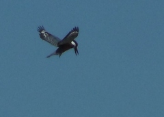 Megaceryle torquata