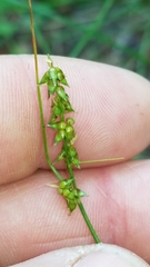 Carex texensis