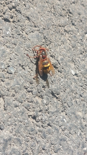 European Hornet